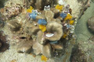 Tauchen auf Koh Tao: Korallen