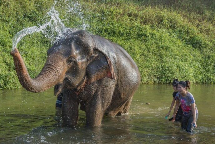 Kontakt mit Elefanten