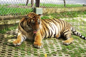 Der Tigerpark in Chiang Mai